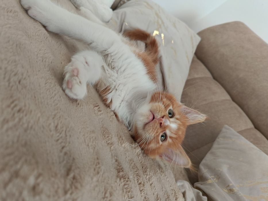 Kocurek Maine coon Maddy