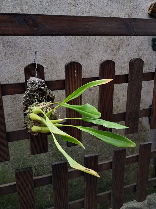 Dendrochilum pangasinanense - Orquídea montada