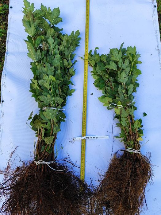 Калина Бульденеж