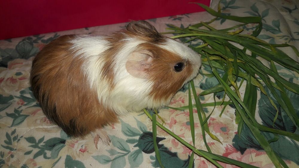 Морские свинки молоденькие