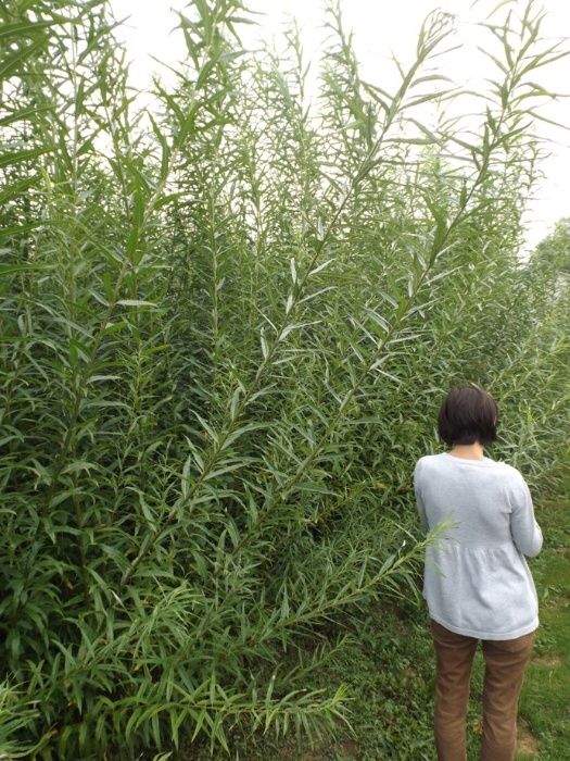 Do sprzedania polecam 1000 sztuk sadzonek wierzby energetycznej Gigant