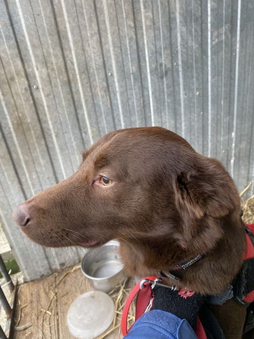 Piesek Tedi do adopcji