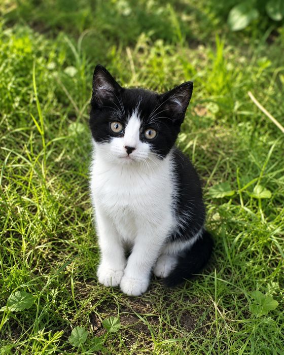 Кошенята  шукають дім