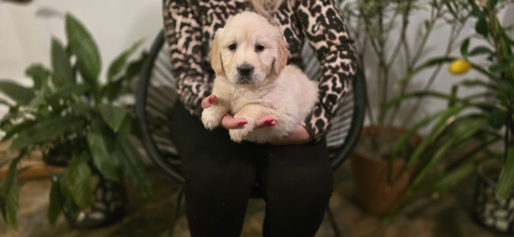 Golden retriever szczeniak