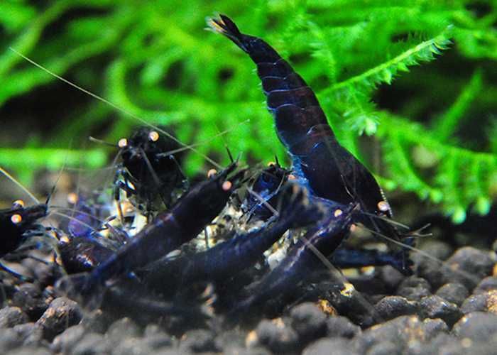 Krewetki Black Tiger OE