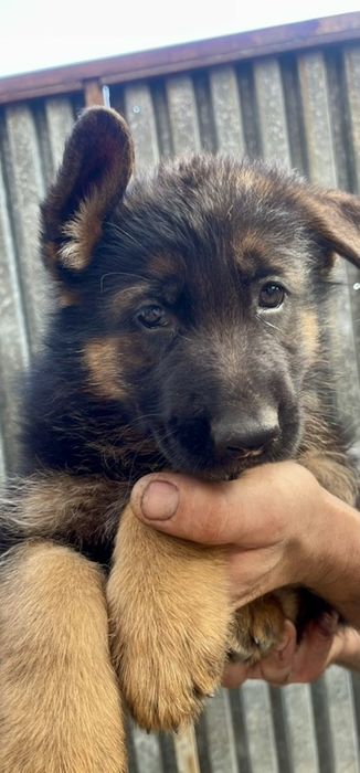 Цуценята німецької вівчарки