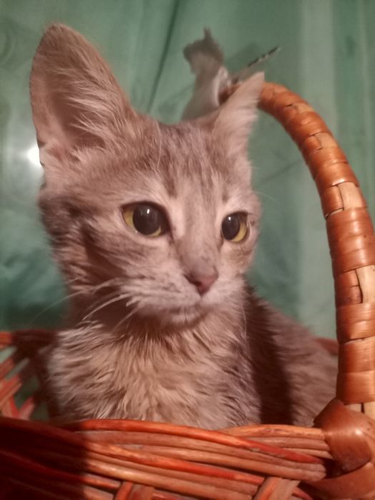 Віддам кошенят у добрі руки