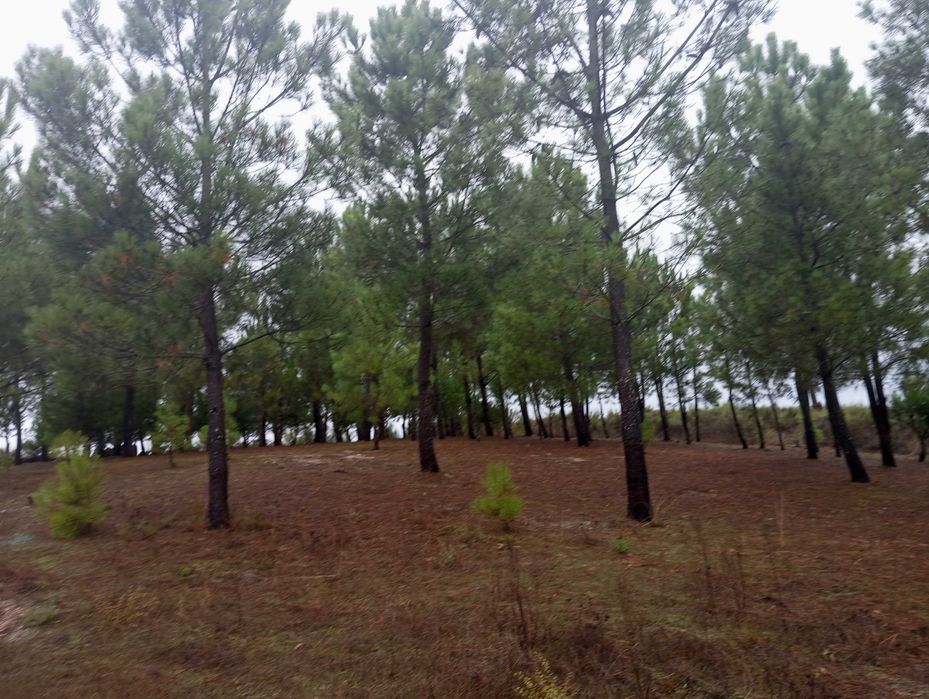 Pinhal novo e pequeno olival - Paranhos da Beira