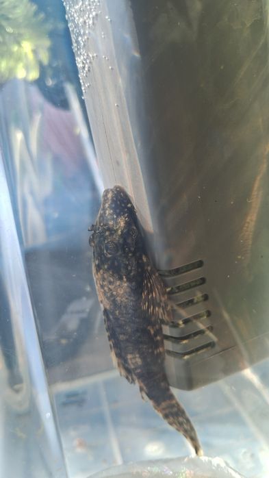 Акваріумні рибки соміки анцитруси