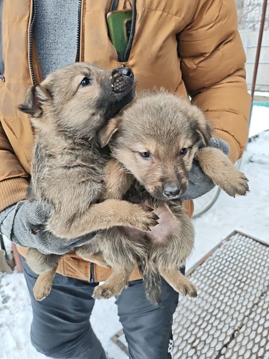 Отдам даром собачек