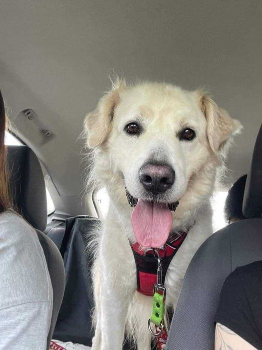 Lemon - piękny pies w typie owczarka podhalańskiego - szuka domu!