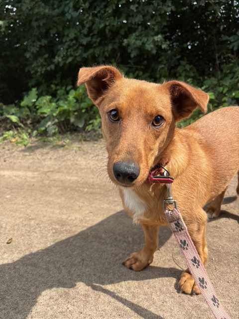 Piesek Dolar do adopcji