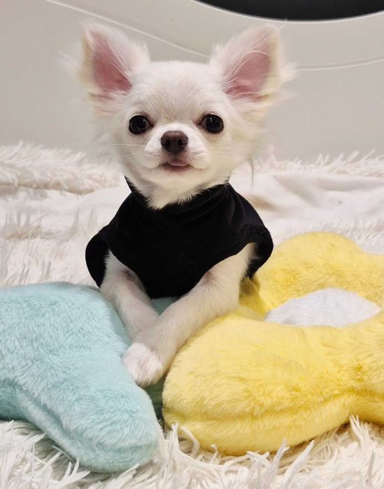 Chihuahua Najmniejszy przyjaciel na świecie – Chihuahua samczyk