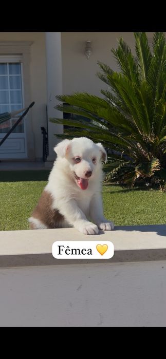 Border collie.. fêmea