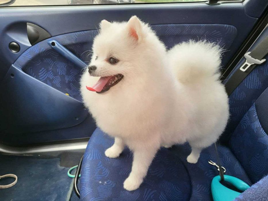 В'язка Шпіц (стандарт)