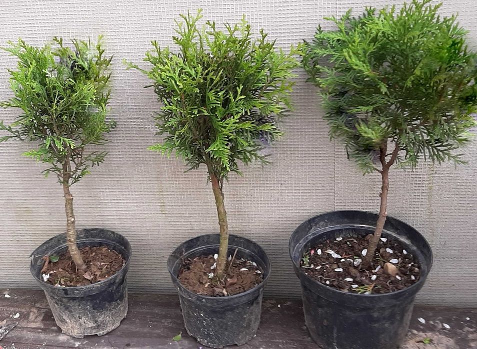 Tuja Danica na pniu w kształcie drzewka 30- 50 cm.