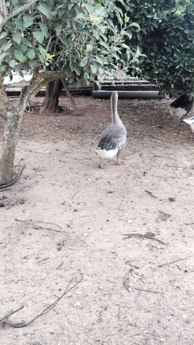 Vendo Gansos adultos e bebés