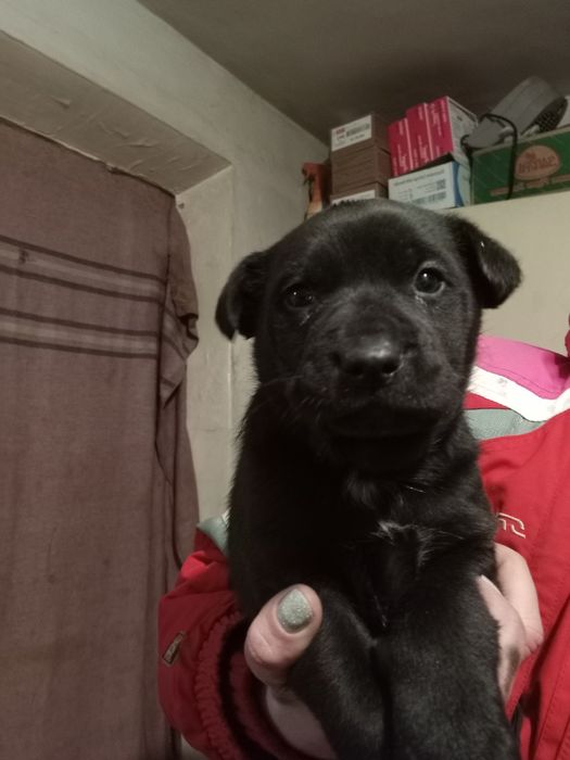 Щенок мальчик бездомный вакцинирован