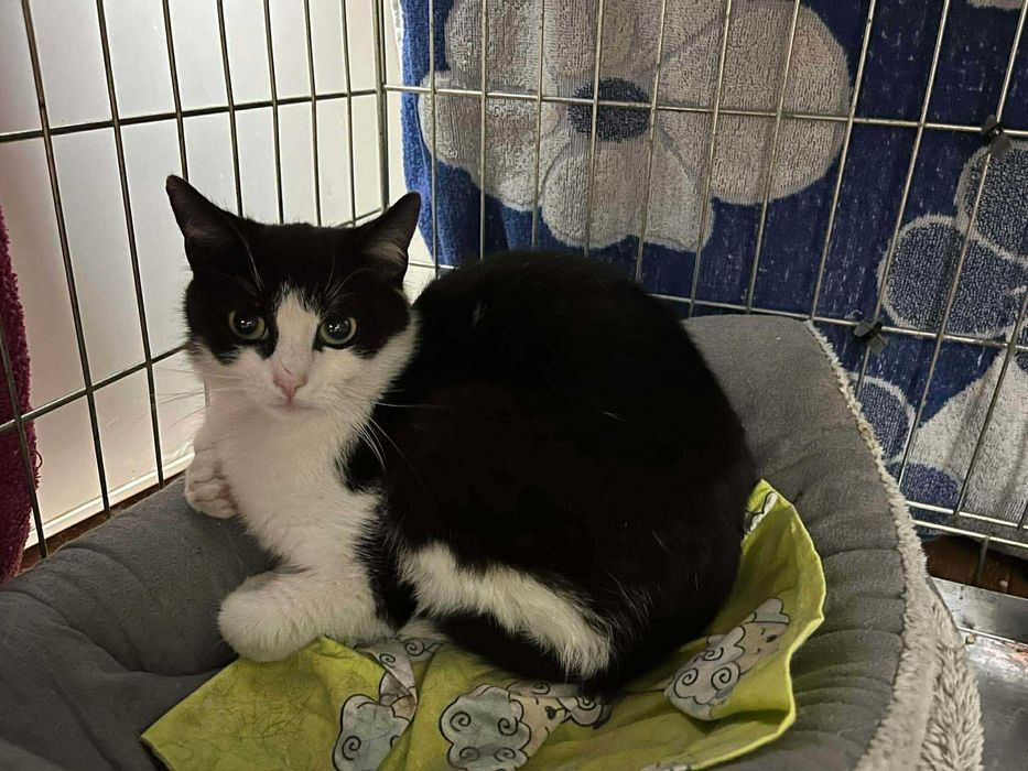 Poppy-  półroczna kotka do adopcji