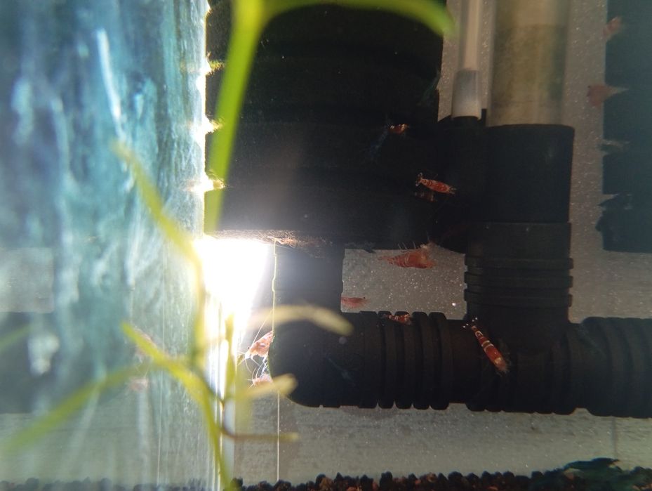 Caridinas Crystal Red