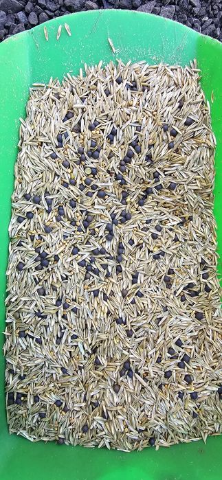 Koniczyna inkarnatka, wyka ozima, zycica wielokwiatowa, Wysylka