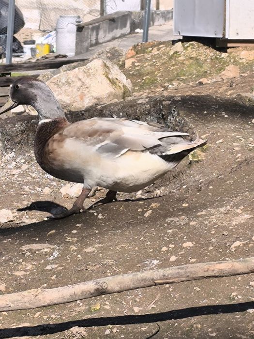 Ovos de pato para chocar