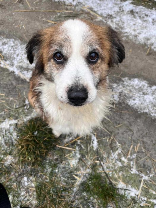 Henio - senior o wielkim sercu i dużej energii