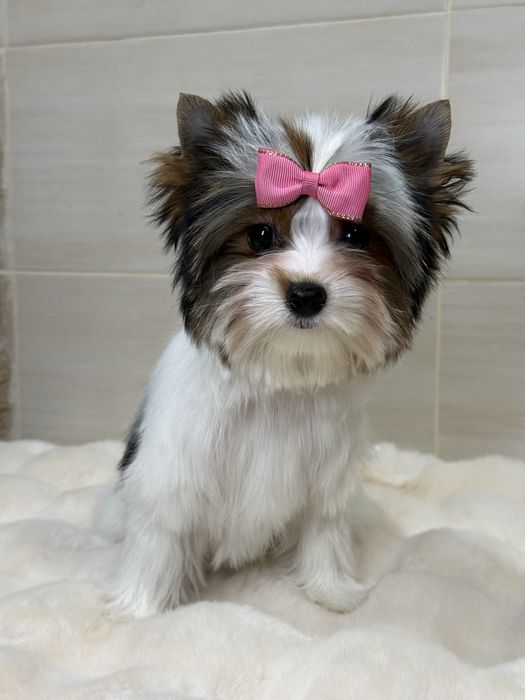 Дуже красива дівчинка бівер з документами КСУ