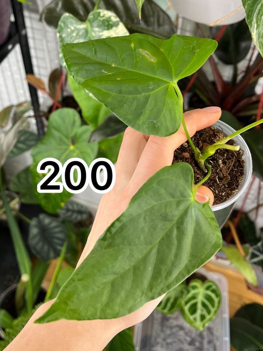 Монстера альба, крассула Rope, антуріум Balaoanum