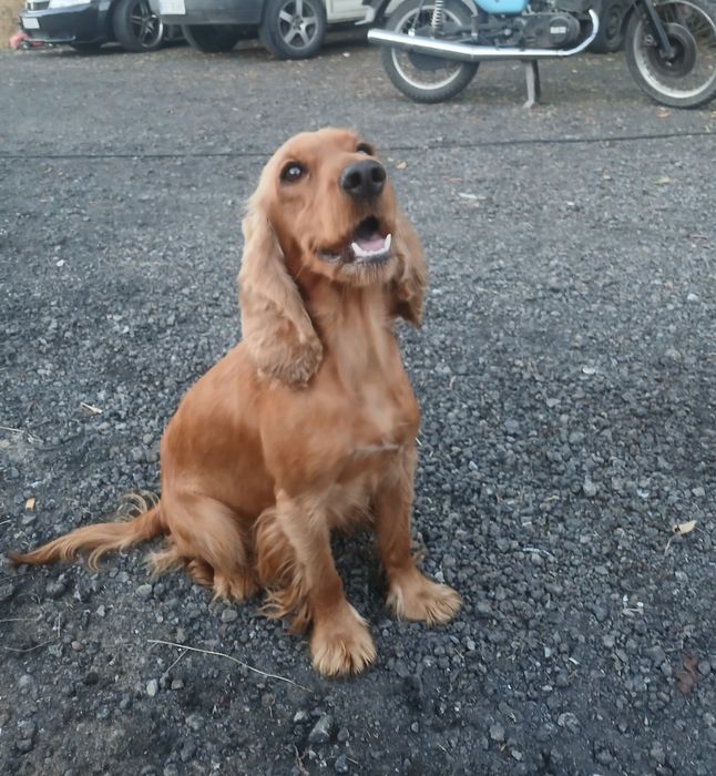 Cocker spaniel pies szczeniak rudy Kadłubiska • OLX.pl