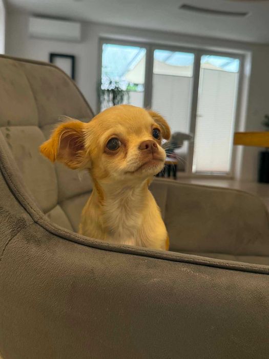 Piesek Chihuahua  długowłosy