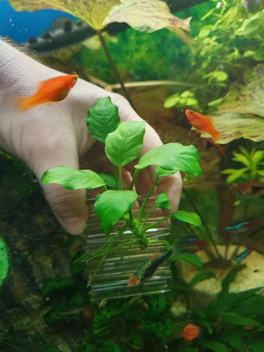 Anubias roślina podwodna.