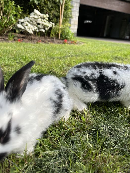 Króliki młode  i odchowane samce i samice
