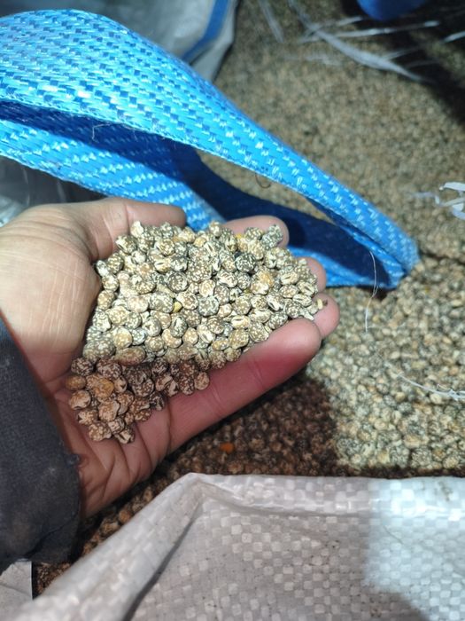 Łubin wąskolistny sprzedam