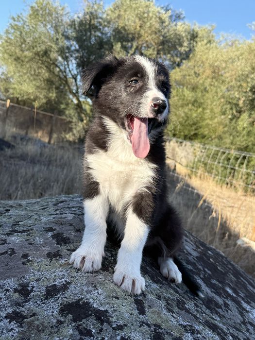 Border collie puro