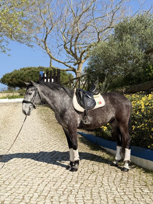 Cavalo PSL blue book complet !
