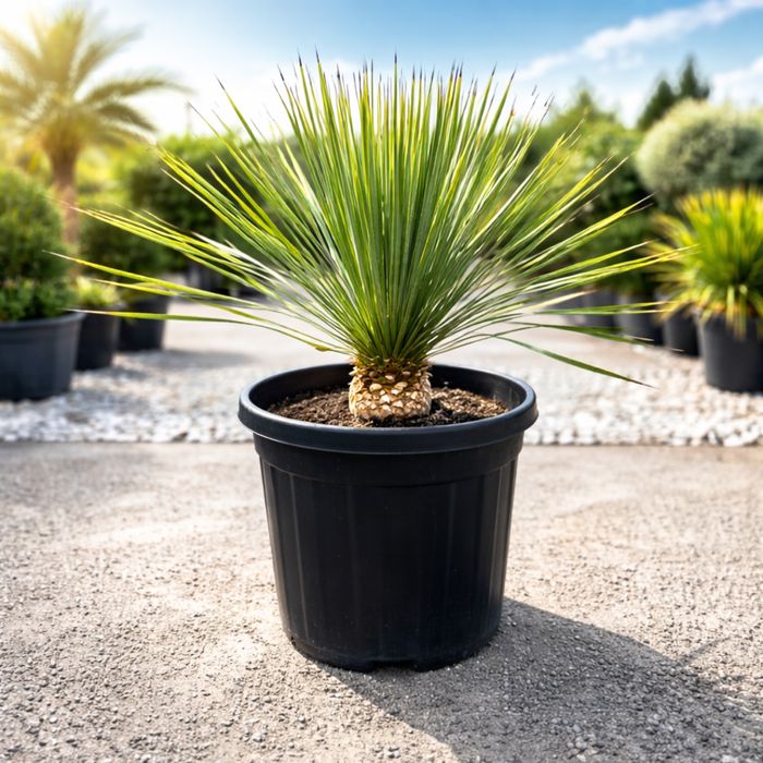 Juka Rostrata Yucca Rostrata 85 cm