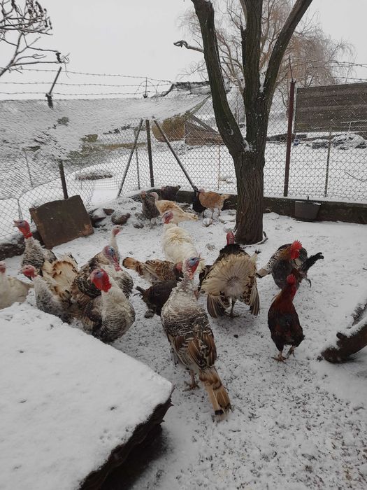 Sprzedam młode indyki z 2025 r.