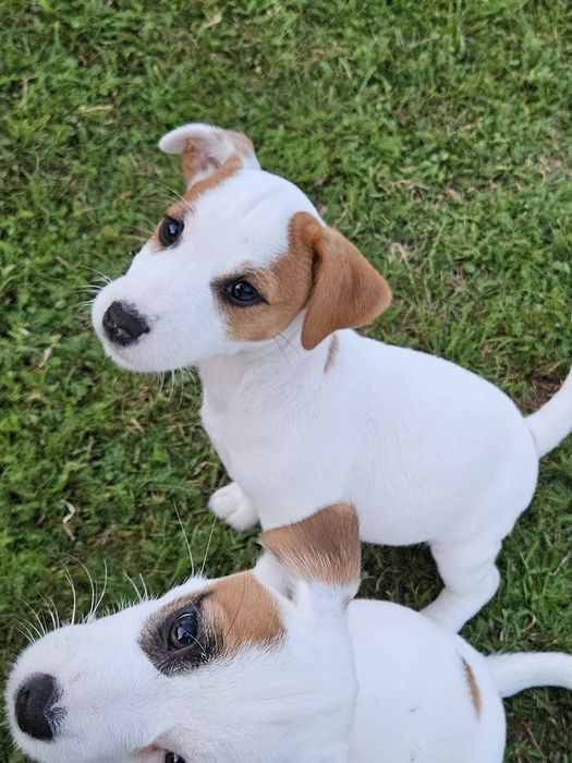 Jack russell terrier