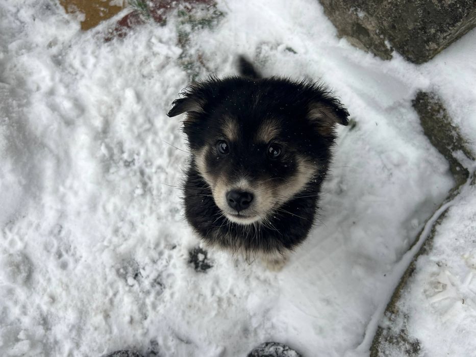 Цуценята хлопчики безкоштовно