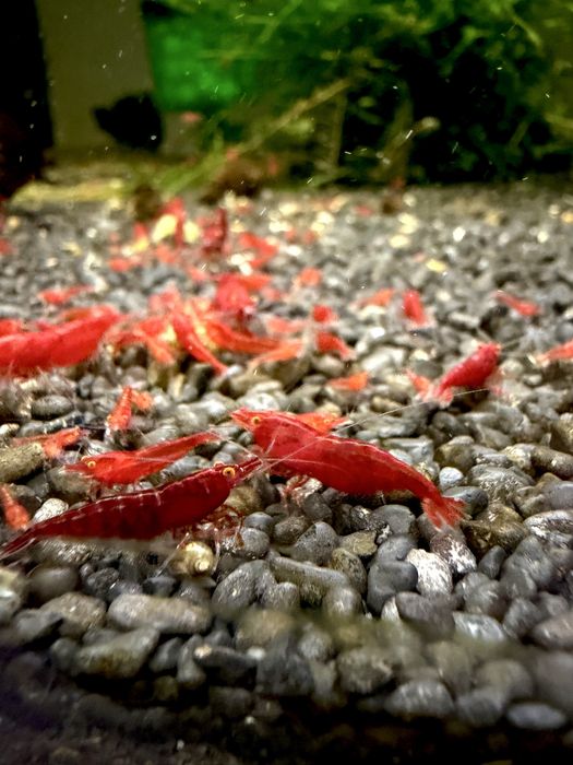 Bloody Mary Orange Eye - krewetki Neocaridina / pomarańczowe oczy