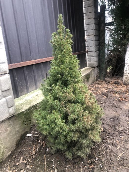 Туї різних видів