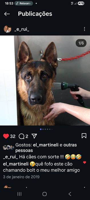 Macho com mto bom LOP  p cruzamento