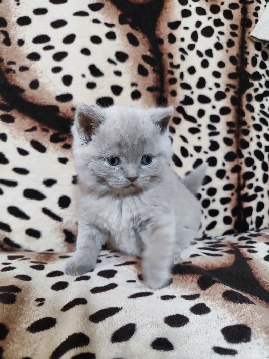 Котик прямовухий шотландець