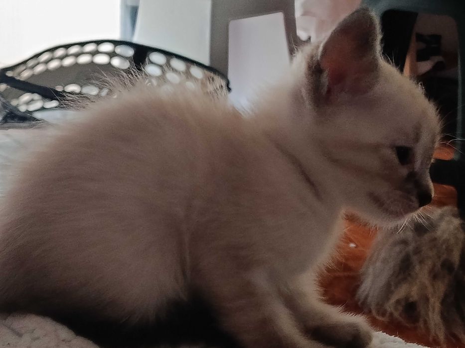 Gatinhos que precisam de amor