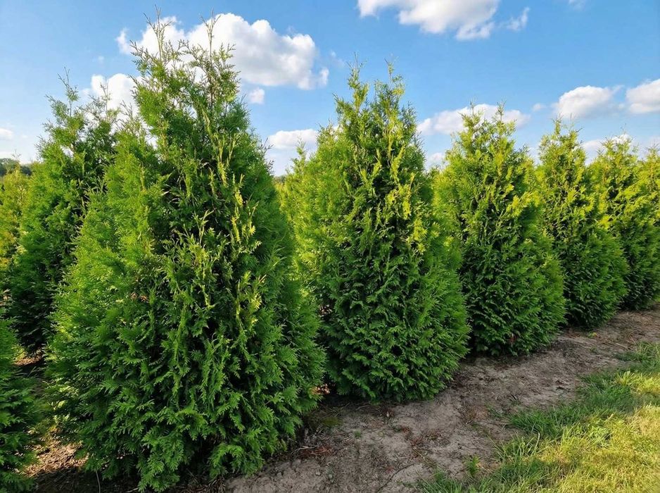 Tuja Brabant 180–200 cm | Dostawa i Sadzenie | Dawidy