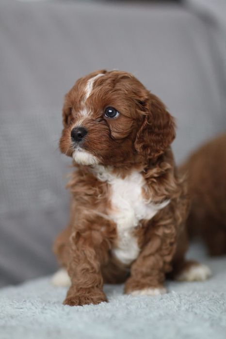 *** Śliczny Cavapoo"*