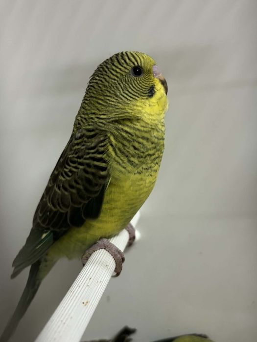 Casal periquitosn de asas negras / blakface