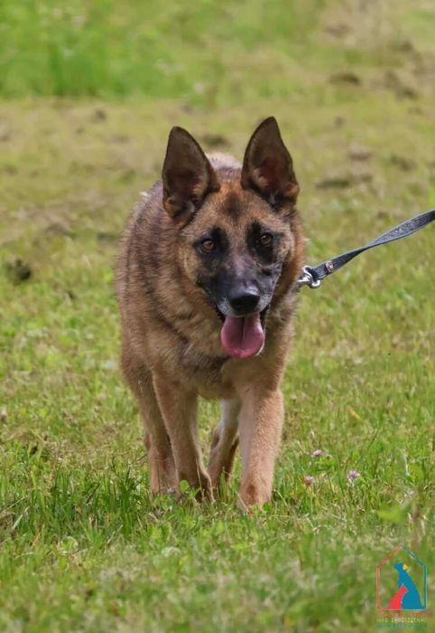 Energiczna i oddana w typie owczarka belgijskiego, 4 lata - do adopcji