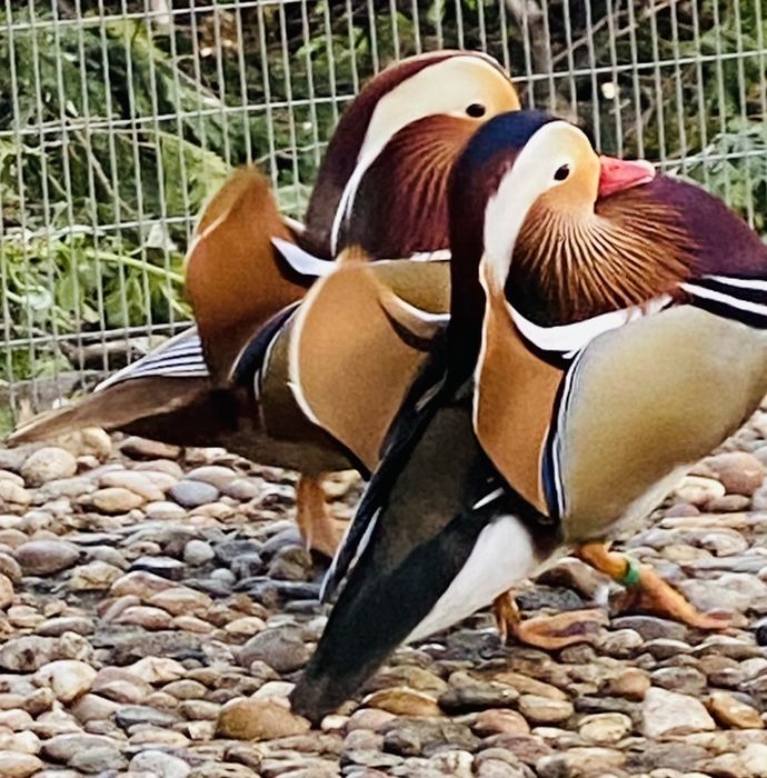 Patos mandarim/carolino, e outros.